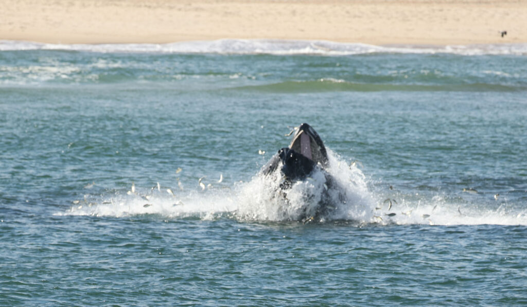 A picture of a whale with the beach in sight.